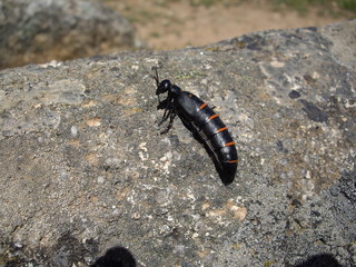 insecto