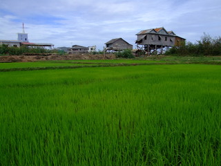 Fototapeta na wymiar Riziere, Cambodge