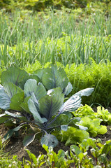 Red cabbage and other vegetables