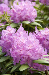 Pink rhodedendron 