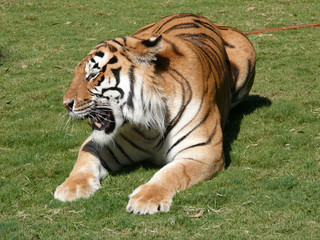 tiger