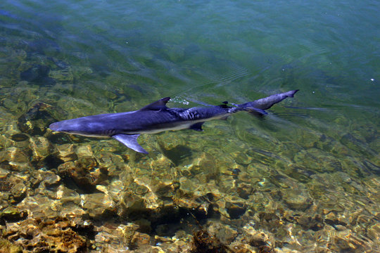 Kimen Doji Scan 1 Vf Kimen Images – Browse 38 Stock Photos, Vectors, and Video | Adobe Stock