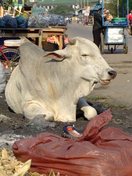 Vache dans une rue de Poipet, Cambodge