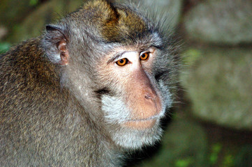 macaque ; bali