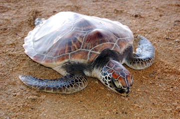 tortue marine ; Bali