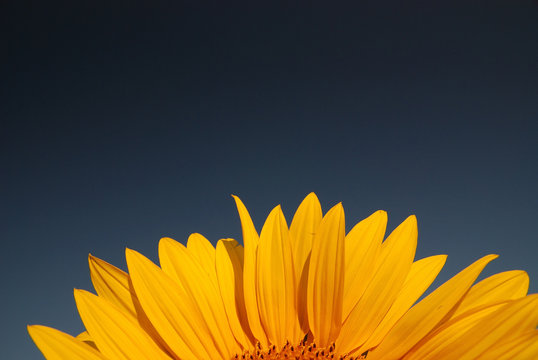 sonflower