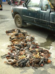 Transport de poulets, Cambodge