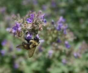 Bumble bee pollinating a flower, summer time