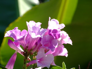Fleur exotique