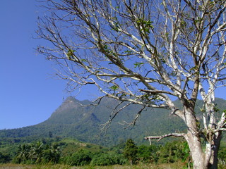 Paysage a Chiang Dao, Thailande
