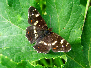 brown butterfly sitting on leaves
