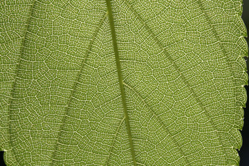texture vegetale