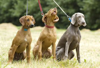 Puppies of hunting breeds (expression)