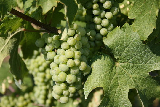 Grappe de raisins (Blanc d'Alsace)
