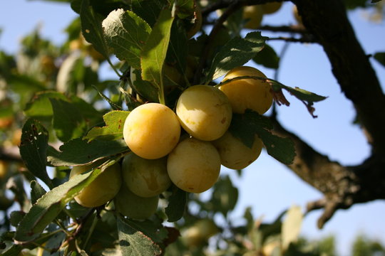 Mirabelles d'Alsace