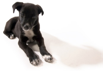 the black little dog is curiosly looking