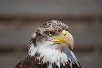 Fototapeta premium protection securite