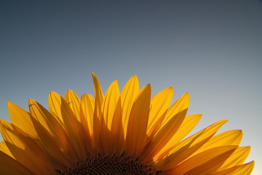 sonflower