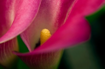 Pink Calla Lilly Closeup