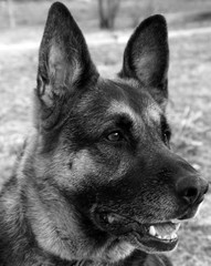 German Shepherd dog portrait