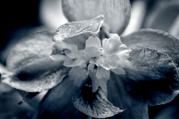 Black and white closeup of a flower