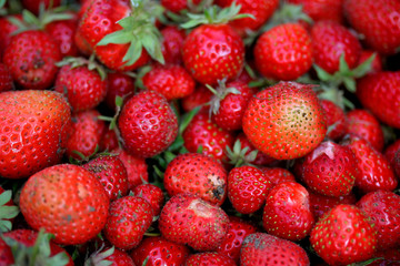 fraises