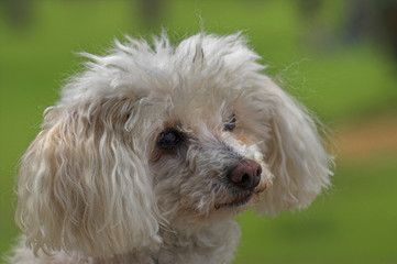 White Toy Poodle Dog