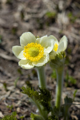 Western Anemone flower