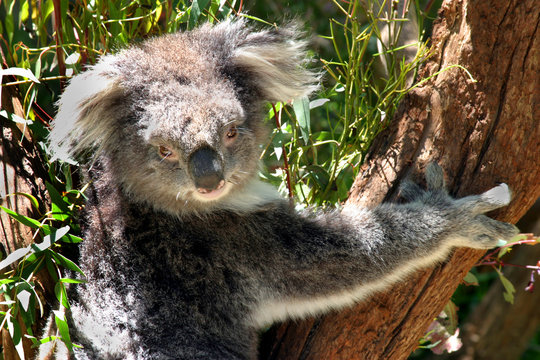 Australian koala in australian wild animal park
