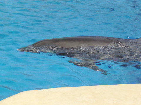 dauphin