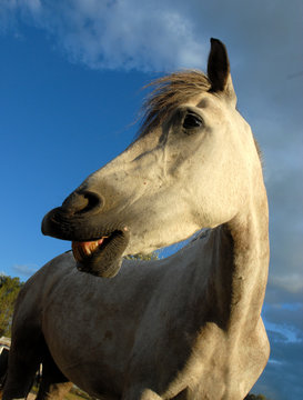 cheval qui rit