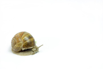 Snail