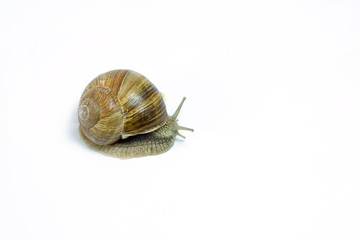 Snail