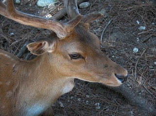 daino cerbiatto