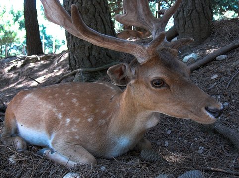 daino cerbiatto