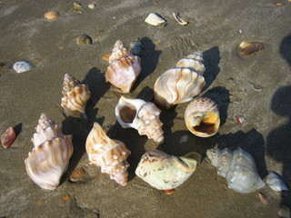 Mussels NZ © sun_orbiter