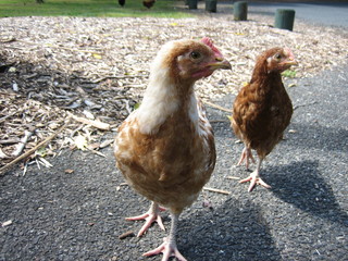 Chicken NZ