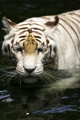 White Tiger
