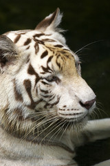 White Tiger