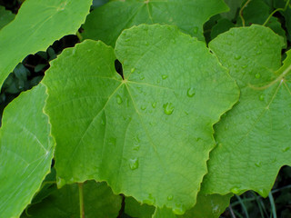 Feuille de vigne