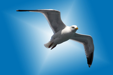 seagull star