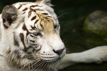 White Tiger