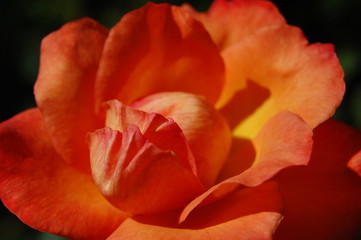 Blick in die Blüte, Rose Sommerduft