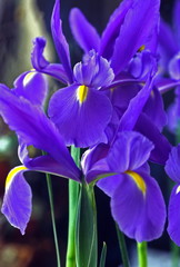 Spanish Iris