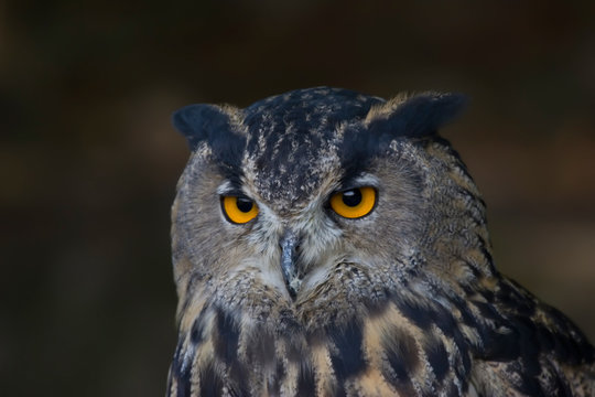 Portrait of wise owl with beautiful eyes