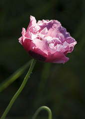 poppy in evening light