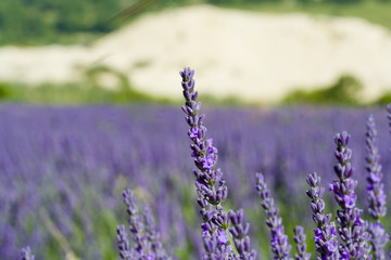 Fleurs et plantes J.RIbieff-329