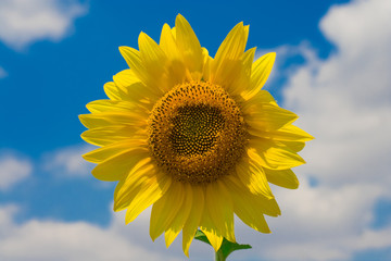 Sunflower and blue sky with clouds