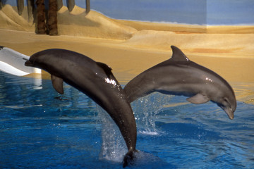 Ripresa di due delfini che saltano
