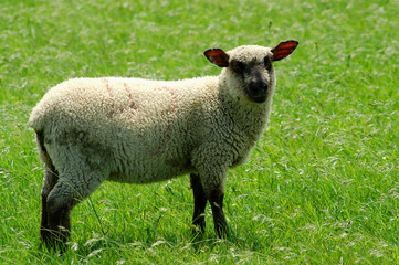 Schaf mit Fledermausohren